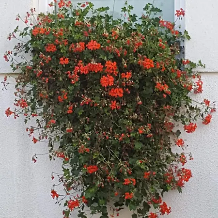 Bellacaro Maison d'hôtes