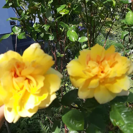 Bellacaro 3* Lohne (North Rhine-Westphalia)