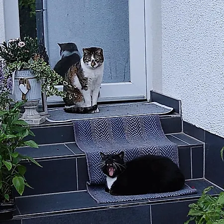 בית הארחה Bellacaro לונה