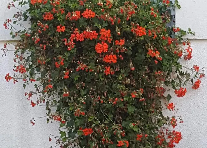 Bellacaro بيت ضيافة