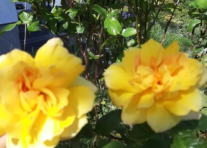 Bellacaro 3* لونه