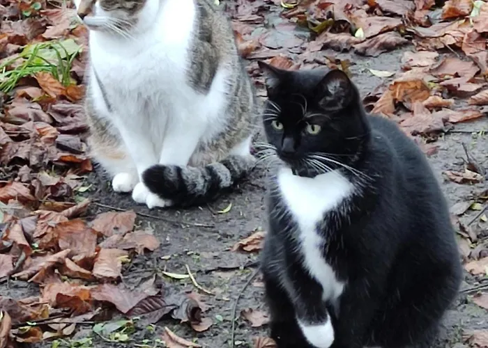 Bellacaro 3* لونه