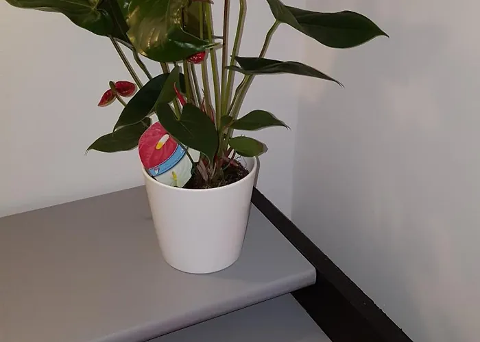 بيت ضيافة Bellacaro 3*