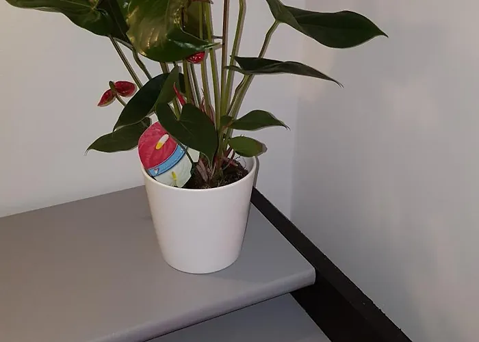 Guest house Bellacaro 3*